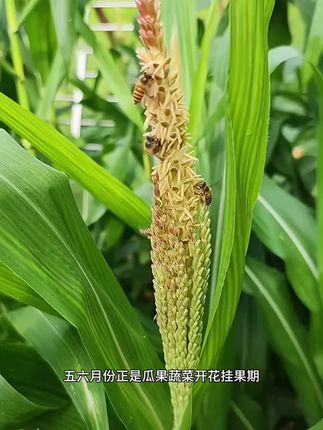 花果蔬菜绿植想要长的快又粗,一定要用上这个骨粉
