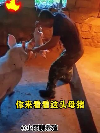 #养猪人#新手养猪#养猪必备#养猪