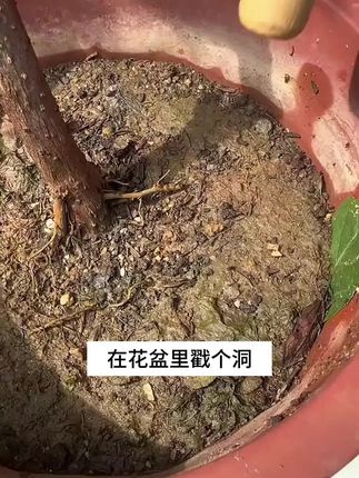 没时间施肥的你,只要在土里插一支再生液,平时浇水就能释放养分,让养花变得简单#养花小知识