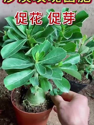 沙漠玫瑰怎么施肥?学会这一招,呼呼开花200天!