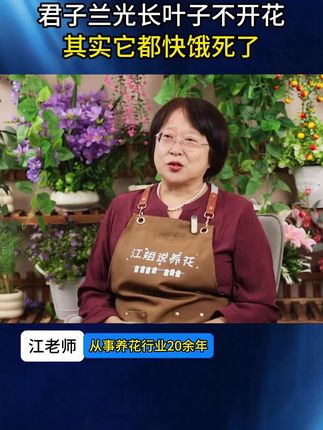 君子兰是个出了名的贪吃鬼!如果吃不饱喝不足,就会只长叶子不开花!#花卉绿植 #养花人的乐趣 #养花小知识