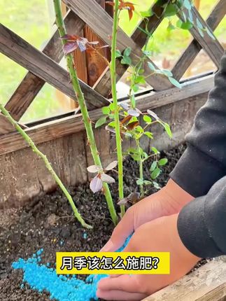 月季焦尖黄叶枯枝等各种问题,可以用这个优肽氮预防#养花