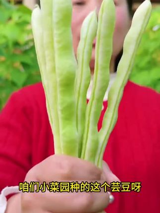 #九粒白芸豆种子 #四季豆