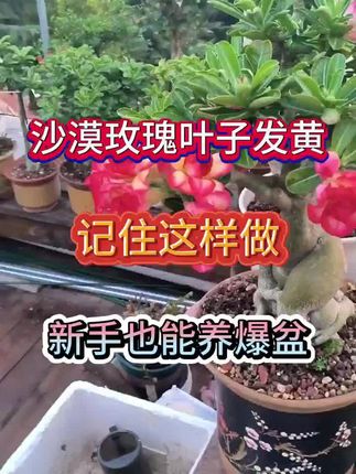 沙漠玫瑰怎么施肥?学会这一招,呼呼开花200天!