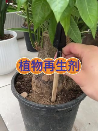 每盆花都插一下, 用不了多久花苞蹭蹭冒#养花#花卉绿植