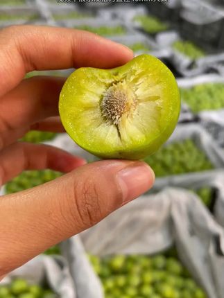 重庆青脆李应季李子高山种植光照足糖分高,脱骨离核,肉厚多汁,晨摘午发 品牌保障售后无忧,8成熟发货常温放熟