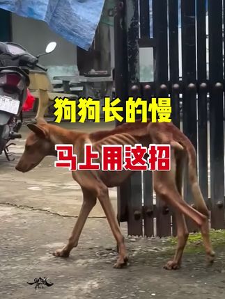 养殖户用了它,狗狗出栏时个个都是膘肥体壮的#养狗经验分享 #肉狗养殖 #养殖小妙招 #狗场