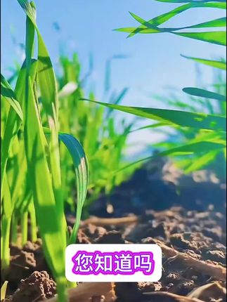 根腐病枯草芽孢杆菌