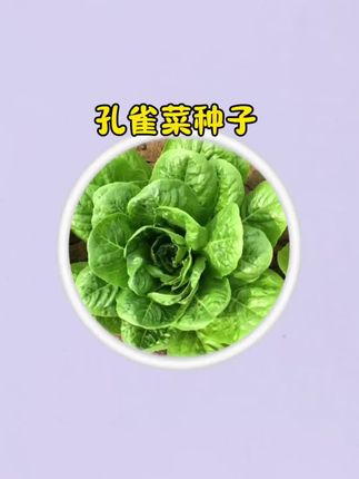 视频同款 #蔬菜种子 #孔雀菜种子 #绿色蔬菜 #阳台小院均可种植 #孔雀菜种子播种