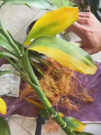 养花通用浓缩型植物专用营养液水培专用营养液快速生根液#营养液植物 #快速生根#凝缩型#养花通用#园艺花肥