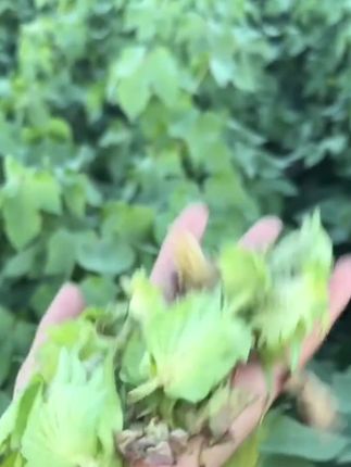 你还在为落桃落铃烦恼吗?疆域汇保铃先锋来帮您,1瓶能用20亩,成本只要几块钱