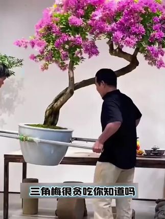 马上就要进入三角梅的爆花期了!想要你家三角梅开成一片花海,现在就要抓紧时间追一波肥了!#养花 #花卉 #养花小知识