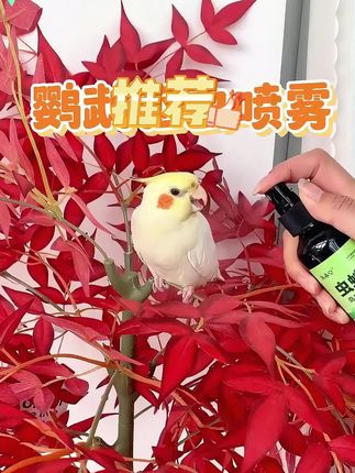家里养鸟的秋天一定要备好这个喷雾,真到要用的时候就来不及了