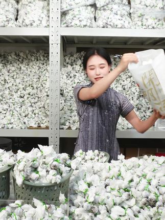 好喝的冰岛黄金叶龙珠龙珠,源头茶厂500克才要39,你确定不来一份