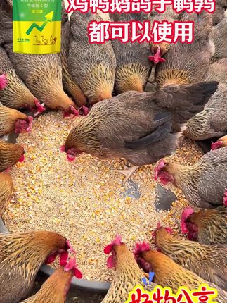 养鸡小妙招,养鸡有方法,养鸡鸭鹅有方法,要想鸡鸭鹅平平安安家里可以备几袋这款温立康