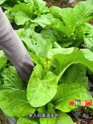 不知道种什么蔬菜的可以试试这个早熟白菜苔 #阳台小院均可种植 #在家种菜 #蔬菜种子 #白菜苔 #立秋种植的蔬菜