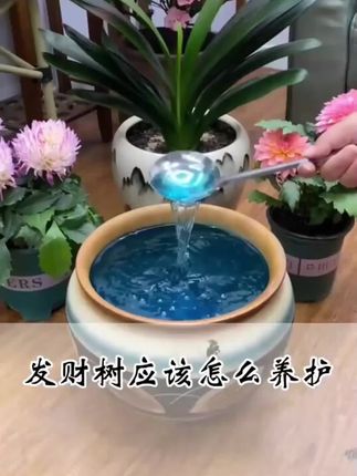 桂花黄叶不开花,学会这招花開爆满盆!枝繁叶茂