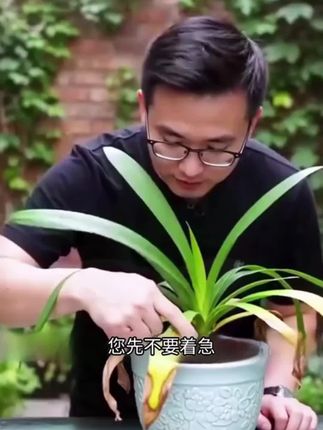 适合懒人用的植物再生剂,不用兑水稀释,直接插土里就可以 #园艺 #养花达人#绿植花卉#室内绿植#新年开运三件套