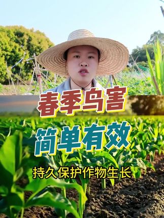 果园有鸟害损失惨重,简单一招解决!