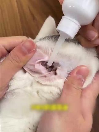 猫咪经常踢耳朵,甩耳朵,一定要及时清洁,不然严重的话耳道会发炎#萌宠好物 #宠物滴耳液
