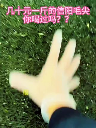 适合老百姓的口粮茶,鲜爽回甘,滋味好#召唤茶友#信阳毛尖#好喝不贵#绿茶#春茶采摘#新茶#新茶上市