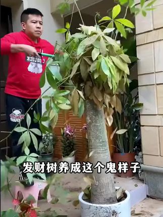 #发财树 黄叶掉叶不爱生长,你就给它浇这种水#花卉绿植 #爱生活爱养花