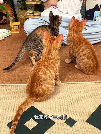 你家毛孩子吃惯的C3无麸质猫粮,线上买直接送到家!