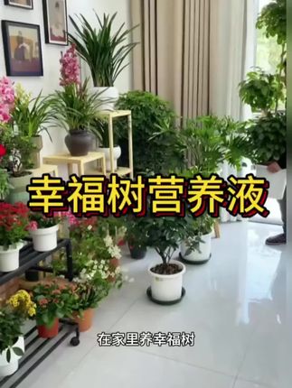 幸福树黄叶不生长,给它浇这种水很快枝繁叶茂爱开花!