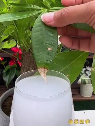 植物复活液,激发植物枝干根系生长活力,促生新根新芽。光杆黄叶落叶的绿植花卉都可以试一试!