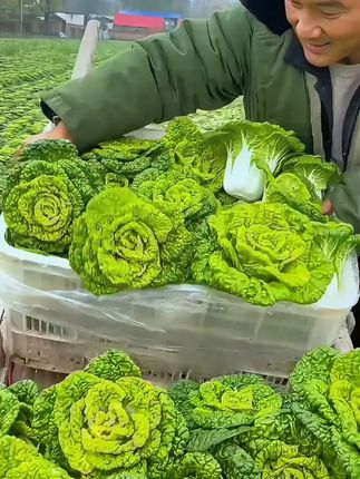 黄心乌塌菜,口感脆嫩鲜美,营养价值高,怎么做都好吃,种菜高产,推荐你也种一些吧#中秋好物
