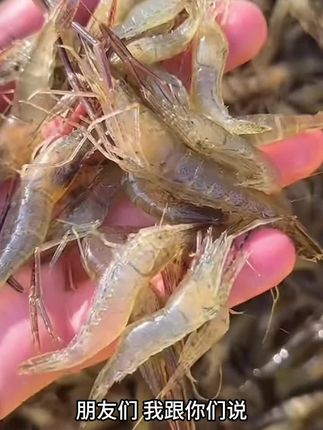 新款鸭肠猪肝鸡肠浓腥型虾笼饵料甲鱼杂鱼黄鳝龙虾专用饵料黑蚯蚓颗粒升级配方