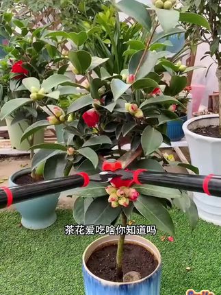 植物焦尖掉叶等各种问题,可以用这个枯草芽孢杆菌预防