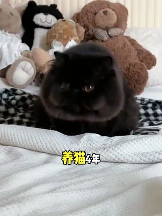 吸水性强,麦都豆腐猫砂告别粘底烦恼!