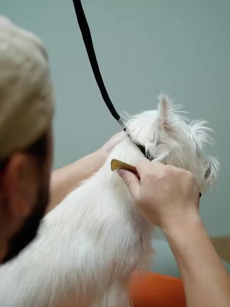 梗犬拔毛很难吗!