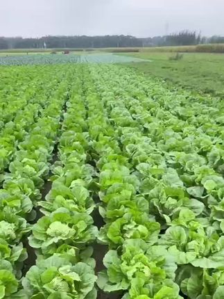 大白菜种植全攻略:时间选择与种植方法详解.