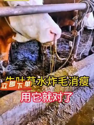 家人们,牛长得慢?加酶多维益生菌喂上,长势稳