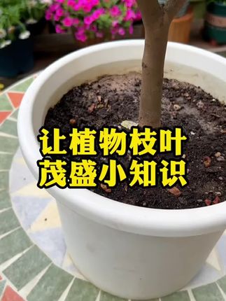 它就是植物复活神器,促进黄叶变绿叶叶子绿油油,绿植花卉都可以试一试!