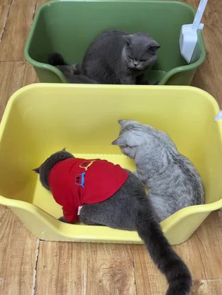 超大号半开放猫砂盆 防外溅 15斤肥猫转身自由 多猫家庭适用