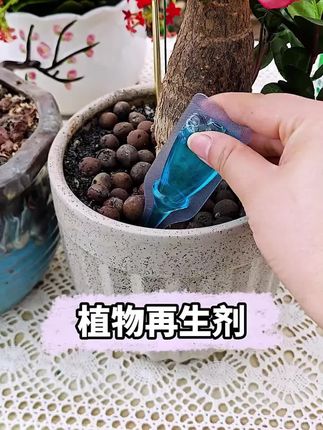 经常用这个再生剂浇花,你的植物就不会出现黄叶掉叶的问题。#花肥 #花卉绿植 #养花小知识