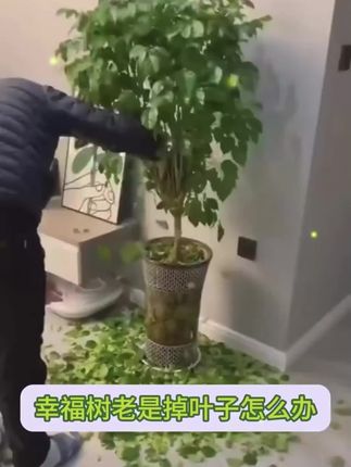 幸福树最头疼的就是黄叶掉叶,因为幸福树有小怪癖,得到满足才能枝繁叶茂!