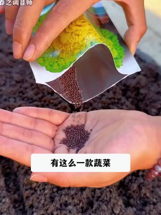 雪下塌菜赛羊肉说的就是#乌塌菜,立秋播 种下雪采收