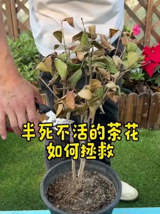 浇水时候加点它,很快枝繁叶茂花开满盆