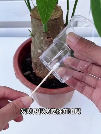 叶片出现各种问题,你以为是叶片的病因吗?其实是根系出了问题?该如何解决?如何预防?#养花小技巧 #花卉绿植