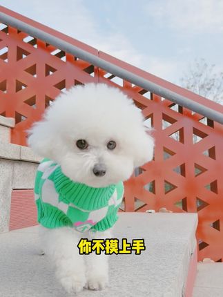 天气冷起来了,这件柔软舒适的包芯纱毛衣一定要给毛孩子备一件~