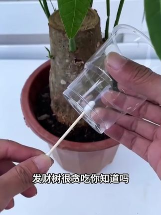 家庭发财树长势差,黄叶掉叶不生长,别着急,营养水来帮你!#养花#家庭养花