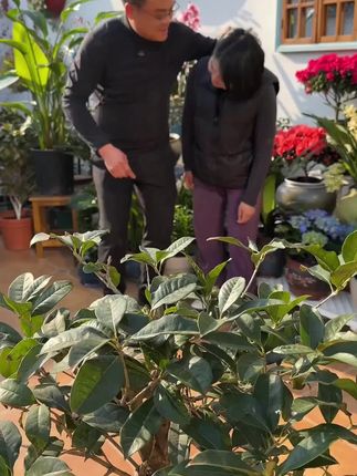 桂花其实很贪吃,满足它的大胃口,就能常年爆花、一茬一茬开不断#兰花 #兰花养护