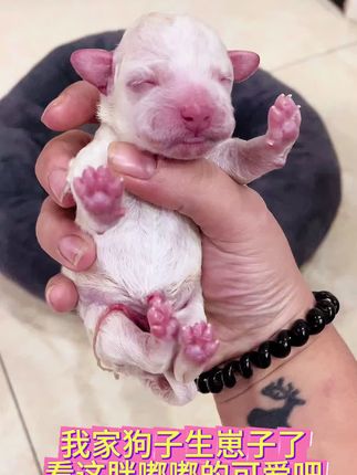 舔舔怪的挚爱。甜心厨房双色塔塔 #宠物好物推荐 #萌宠 #猫罐 #狗罐 #宠物用品推荐官