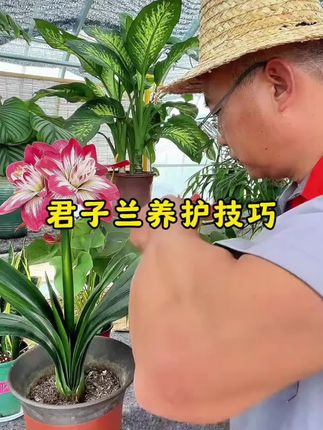 你是不是觉得家里那盆君子兰光长叶子不开花,是在故意装睡?#养花#花卉#养花小知识 #君子兰