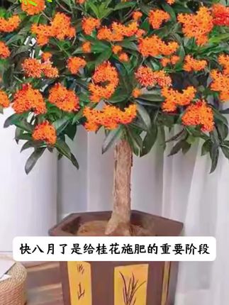桂花其实很贪吃,满足它的大胃口,就能常年爆花、一茬一茬开不断#兰花 #兰花养护