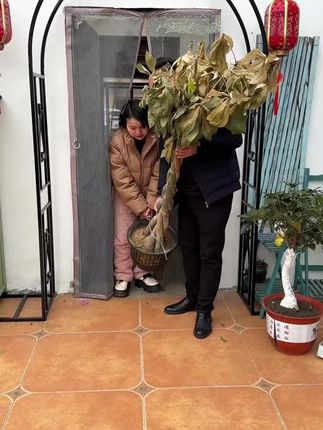 这就是救花神器,发财树养成这个鬼样子,不要着急,你就给它浇这种水,它能激活植物根系细胞促进生长#花卉绿植